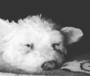 Meet your Posher, Frog